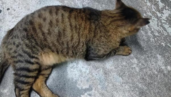 横たわり でぶ 猫 横たわり でぶ 猫の写真