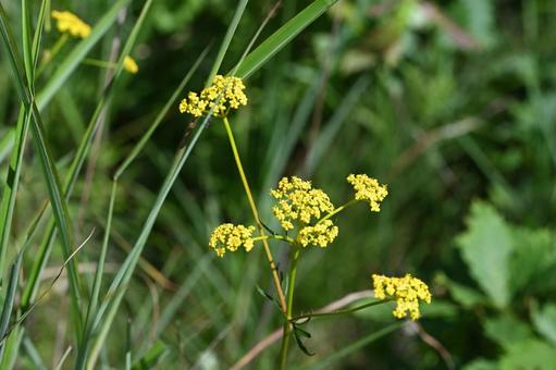榛名湖ユウスゲの道で撮ったオミナエシ 野草,自然,オミナエシの写真素材