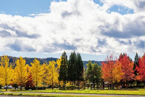 公園の紅葉⑶ 秋,紅葉,木々の写真素材