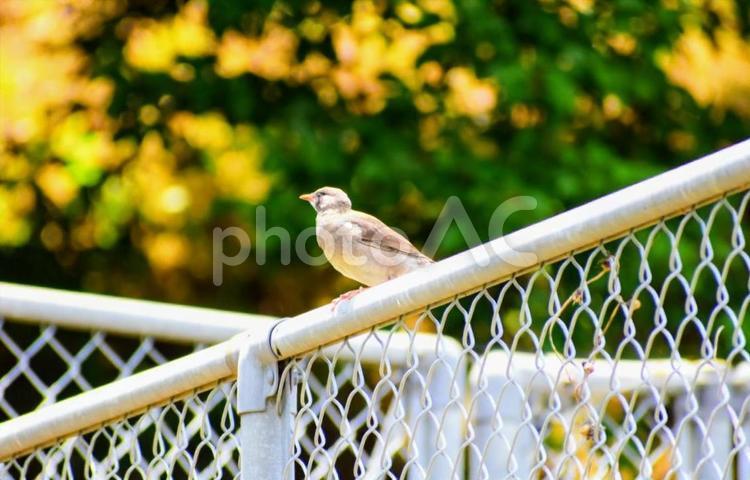 ムクドリ様の視線の先は…？ ムクドリ,スズメ目,ムクドリ科の写真素材