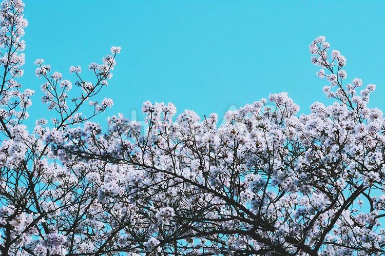 桜と空 ピンク,春,桜の写真素材