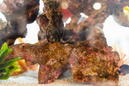 海水水槽の中のサンゴ岩と光 水槽,サンゴ,岩の写真素材