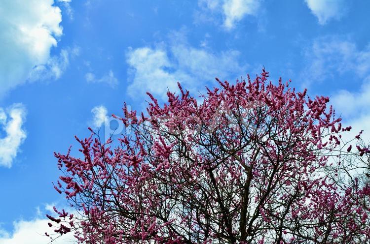 素晴らしい青空と赤い梅 晴天,紅,梅の写真素材
