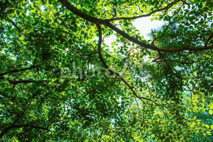 新緑の木々と木漏れ日 木々,木,枝の写真素材