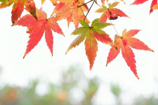 red maple, momiji, autumn leaves, maple, JPG