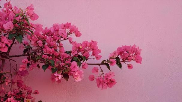 ピンクの花とピンクの壁 ピンクの花とピンクの壁の写真