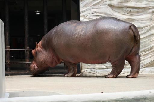 動物園のカバ 動物園のカバの写真