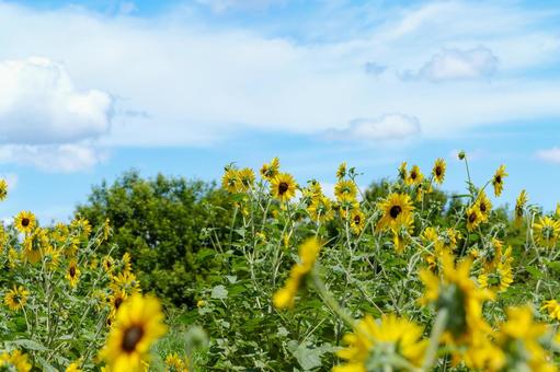 夏空に映えるヒマワリ畑 夏空に映えるヒマワリ畑 向日葵,花,夏の写真素材