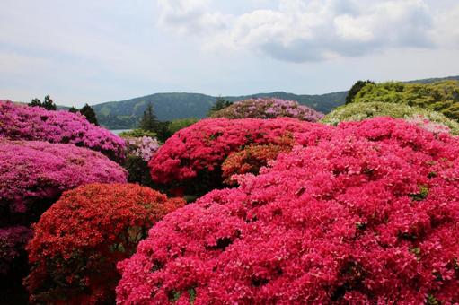 箱根の山のホテルのきれいなつつじの庭園 箱根の山のホテルのきれいなつつじの庭園の写真