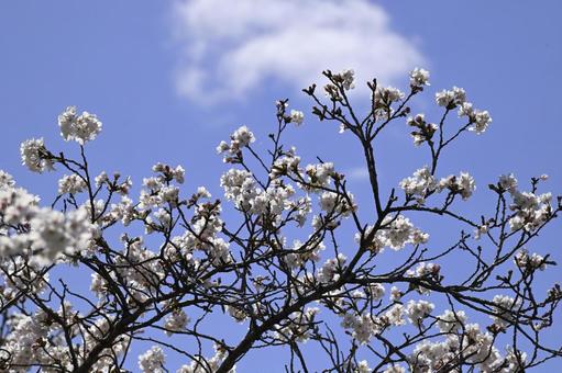 Photo, cherry blossoms, flower, spring, 