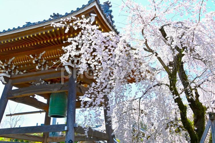 安長寺の鐘楼とシダレザクラ シダレザクラ,サクラ,花の写真素材