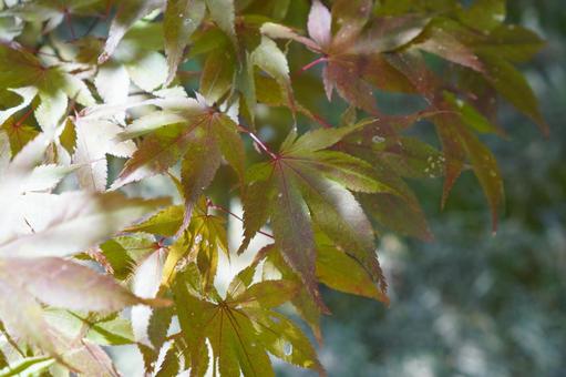 autumn leaves, JPG autumn leaves, JPG