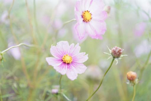 コスモス　ピンク　 コスモス,秋,ピンクの写真素材