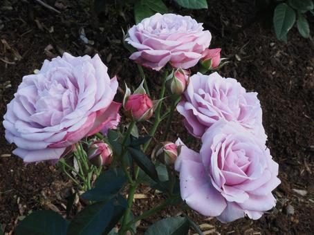バラ園にて鮮やかな薔薇を撮影しました バラ園にて鮮やかな薔薇を撮影しました 花,薔薇,自然の写真素材