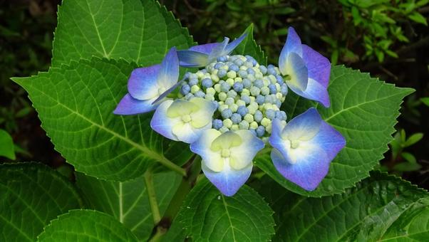 青い紫陽花 青い紫陽花の写真