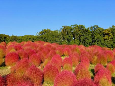 秋のコキア 秋のコキア コキア,紅葉,赤の写真素材