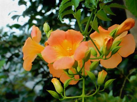 【花の写真】ノウゼンカズラ(凌霄花) 【花の写真】ノウゼンカズラ(凌霄花) ノウゼンカズラ,凌霄花,自然の写真素材