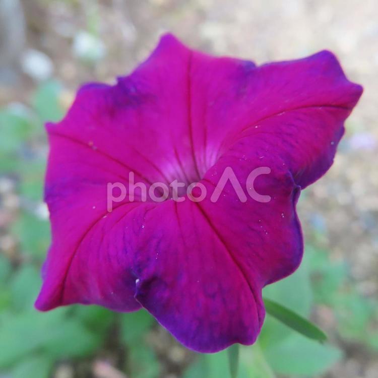 ペチュニア ペチュニア,花,花びらの写真素材