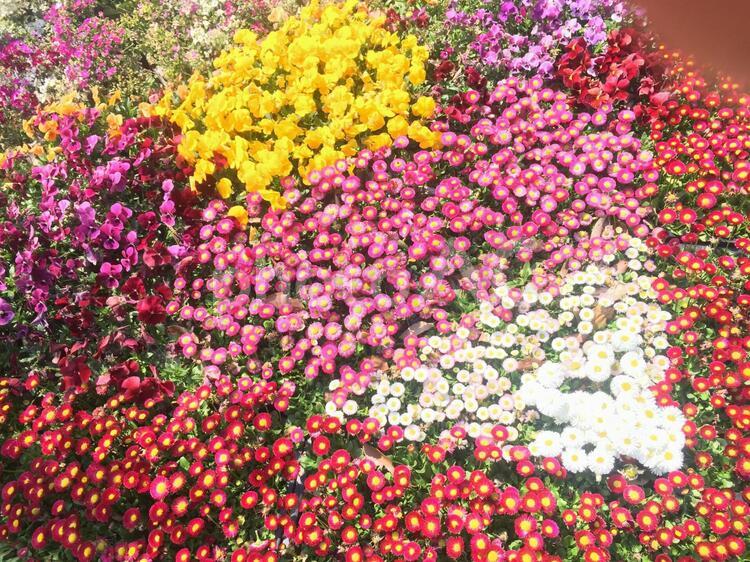花のじゅうたん じゅうたん,ストック,デイジーの写真素材