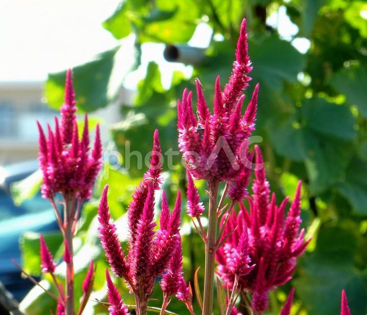 【花の写真】赤いケイトウの花 ケイトウ,鶏頭,鶏冠の写真素材