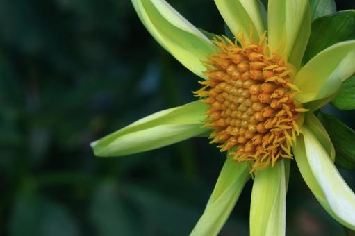 色鮮やかな大輪 色鮮やかな大輪 ダリア,花,キク科の植物の写真素材