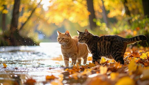 季節を歩く二匹の猫の写真