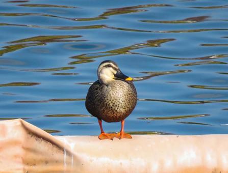 水辺に佇むカルガモ カルガモ,野鳥,動物の写真素材