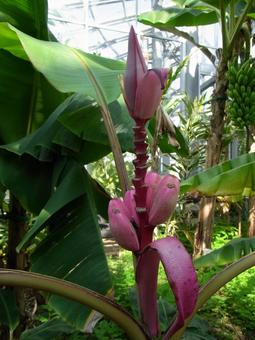 温室で成長続けるピンクバナナの茎 温室で成長続けるピンクバナナの茎 ピンクバナナ,植物,茎の写真素材