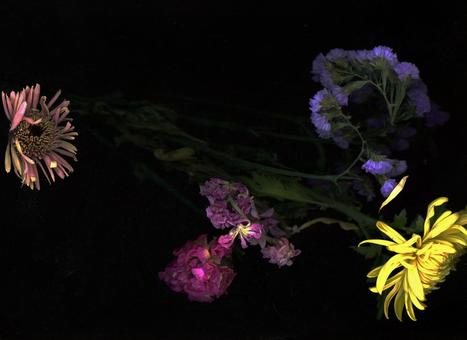 スキャナー撮像の枯れかけの神秘的な花々 スキャナー撮像の枯れかけの神秘的な花々の写真