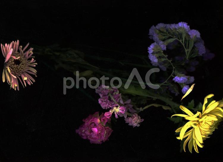 スキャナー撮像の枯れかけの神秘的な花々 花,枯れた花,菊の写真素材