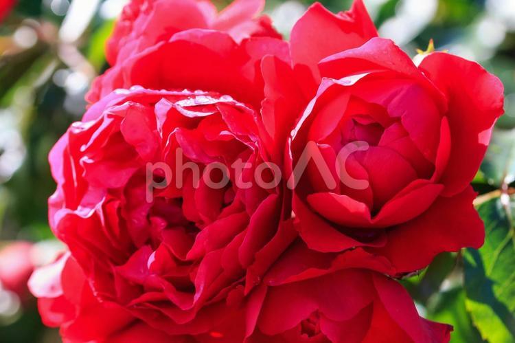 薔薇 薔薇,バラ,花の写真素材