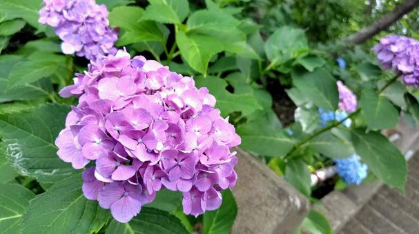 紫陽花 紫陽花 あじさい,アジサイ,flowerの写真素材