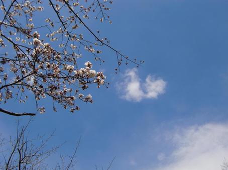 桜の季節-39 桜の季節-39 桜,木,幹の写真素材