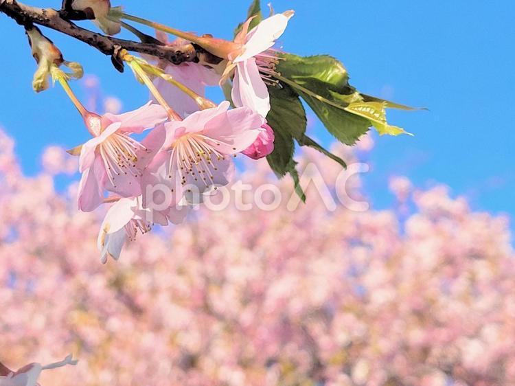 青空と満開の桜 桜,入学,4月の写真素材