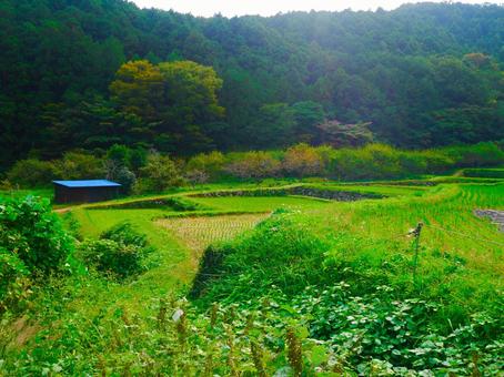 田舎の田んぼ 田舎の田んぼの写真