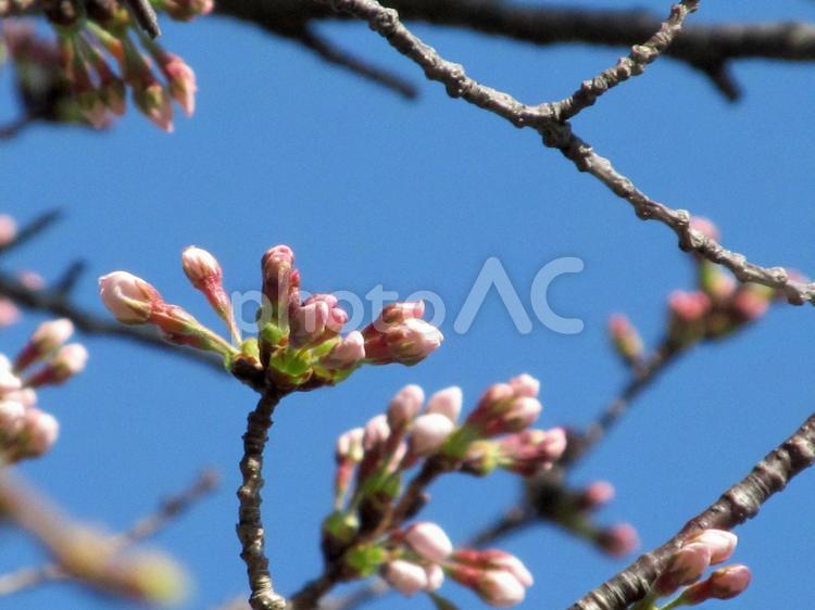 桜のつぼみと青空 つぼみ,春,桜の写真素材