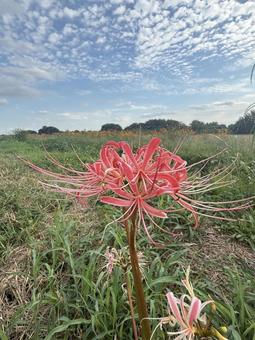 広場に咲く彼岸花 広場に咲く彼岸花 花,秋,空の写真素材