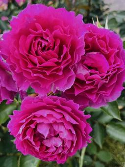バラ バラ 薔薇,ピンク,花の写真素材