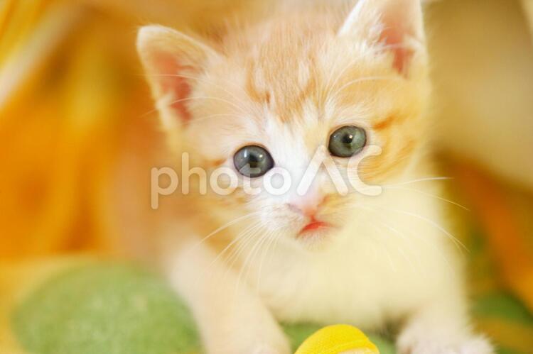 ちいさい子猫 子猫,猫,ねこの写真素材