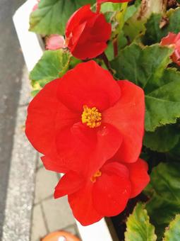 Red Begonia, JPG Red Begonia, JPG