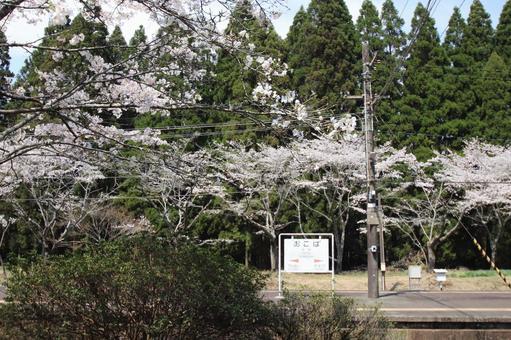 Photo, ohata station, line, cherry blossoms, 