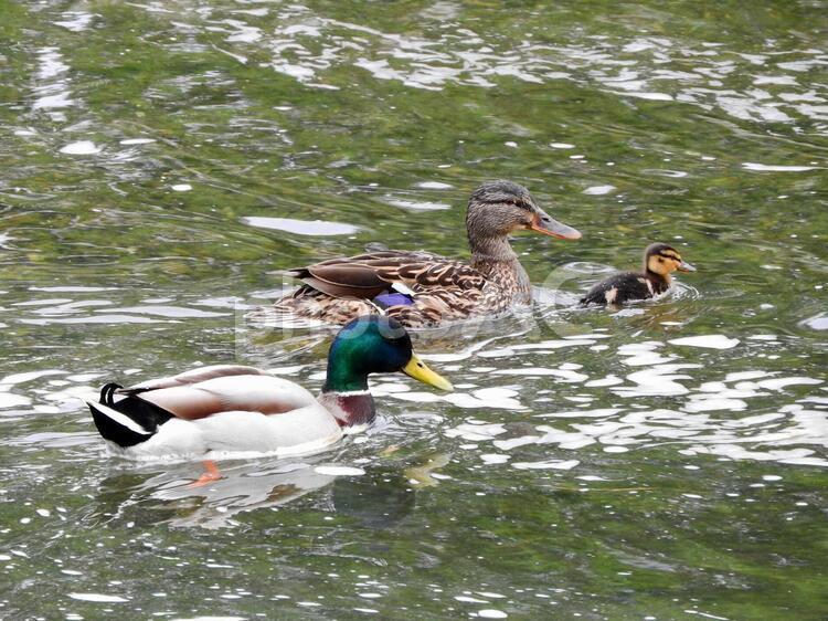 マガモの一家　家族　親子　雛　野鳥 マガモ,真鴨,鴨の写真素材