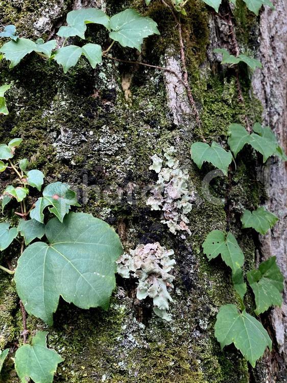 木とツル 自然,屋外で,ツルの写真素材
