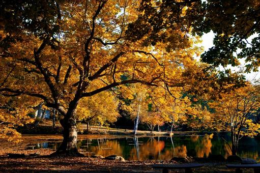 秋の鳥沼公園 秋の鳥沼公園の写真