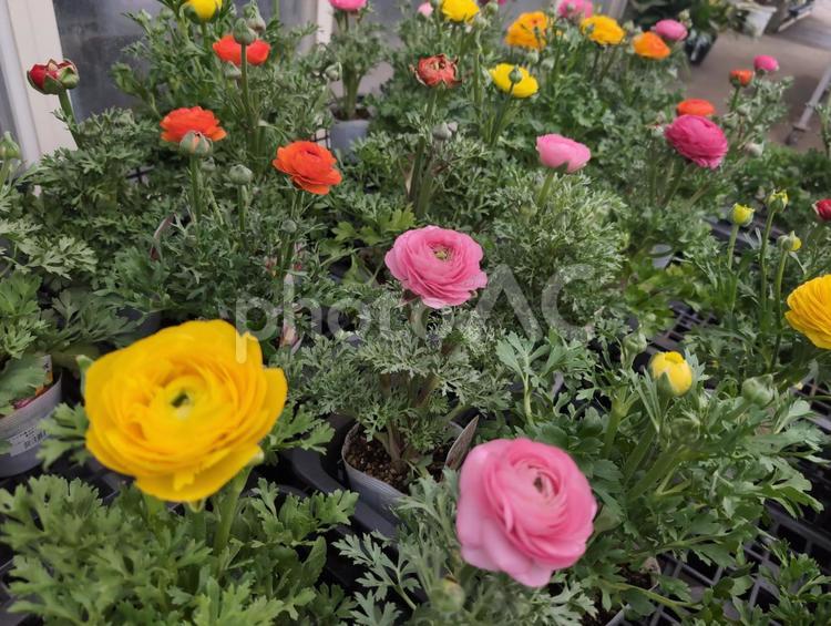 沢山のラナン ラナンキュラス,ラナン,草花の写真素材
