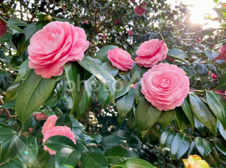 井の頭公園　椿の花 椿,乙女椿,花の写真素材