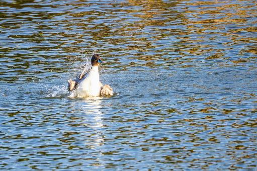 オナガガモの水浴び⒀ カモ,オナガガモ,メスの写真素材