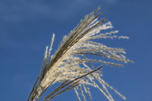 ススキ ススキ,草,秋の写真素材