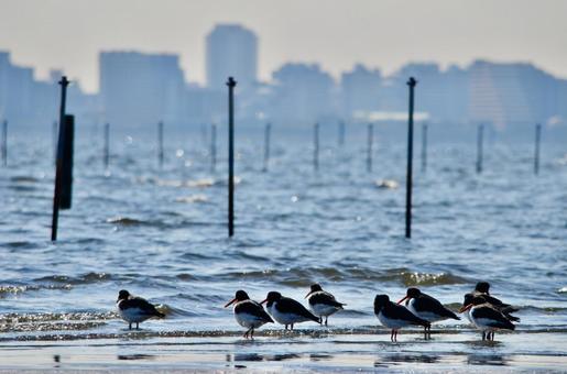 東京湾とミヤコドリ ミヤコドリ,野鳥,東京湾の写真素材