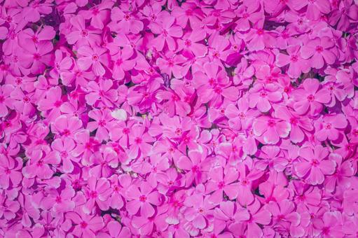 ピンクの花たち ピンクの花たち ピンク,背景,壁紙の写真素材